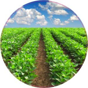 Farm Crops