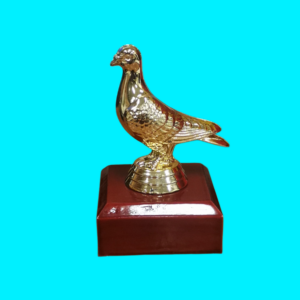 ANIMALS - PIGEON